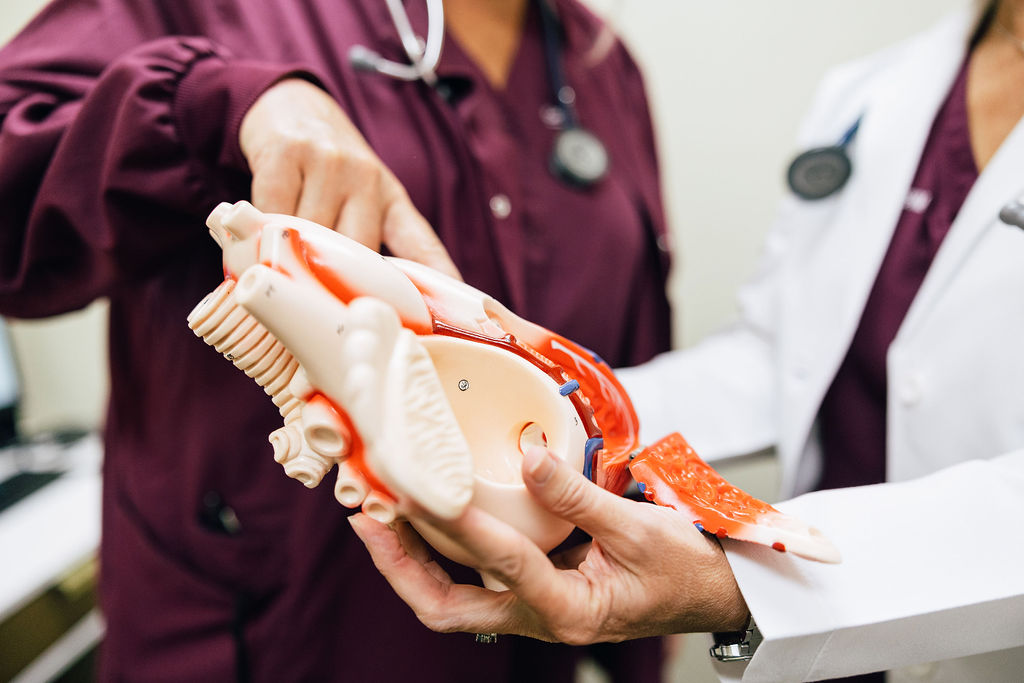 A doctor and a nurse examine an anatomic model of a heart